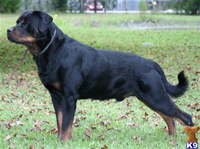 Stud Dogs - Rottweiler